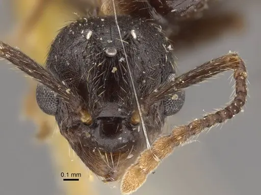 Myrmica pisarskii specimen CASENT0917521 image casent0917521_2