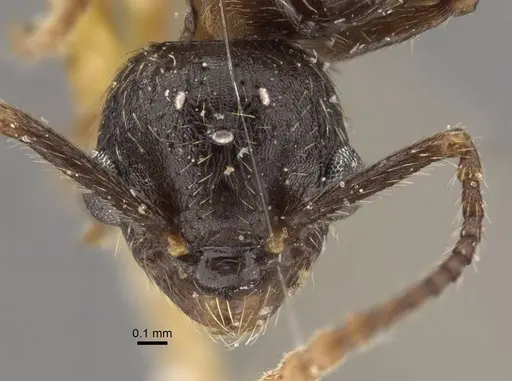 Myrmica pisarskii specimen CASENT0917521 image casent0917521_3