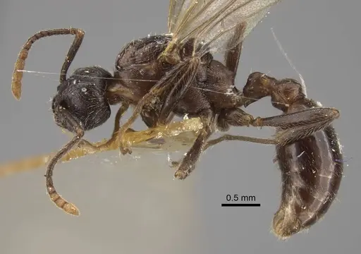 Myrmica pisarskii specimen CASENT0917521 image casent0917521_4