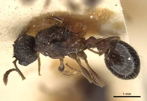 Myrmica pisarskii specimen CASENT0917522 image casent0917522_1