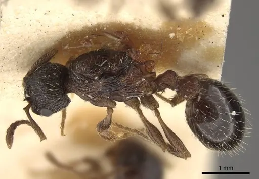 Myrmica pisarskii specimen CASENT0917522 image casent0917522_2
