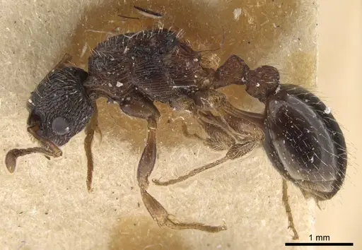 Myrmica pisarskii specimen CASENT0917522 image casent0917522_5