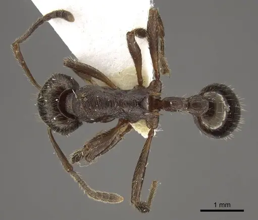 Myrmica pleiorhytida specimen CASENT0917716 image casent0917716_1