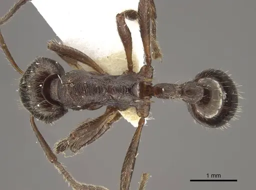 Myrmica pleiorhytida specimen CASENT0917716 image casent0917716_2