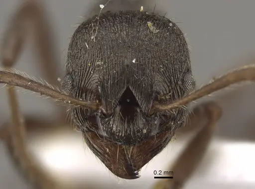 Myrmica pleiorhytida specimen CASENT0917716 image casent0917716_3