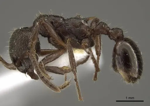 Myrmica pleiorhytida specimen CASENT0917716 image casent0917716_5