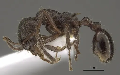 Myrmica pleiorhytida specimen CASENT0917716 image casent0917716_6