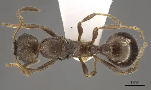 Myrmica pleiorhytida specimen CASENT0917717 image casent0917717_1