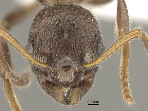 Myrmica pleiorhytida specimen CASENT0917717 image casent0917717_2
