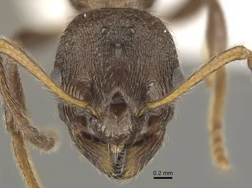 Myrmica pleiorhytida specimen CASENT0917717 image casent0917717_3