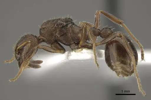 Myrmica pleiorhytida specimen CASENT0917717 image casent0917717_4