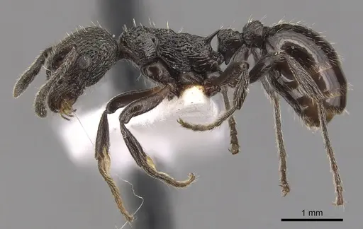 Myrmica polyglypta specimen CASENT0904552 image casent0904552_3
