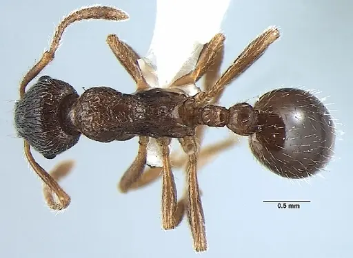 Myrmica pseudorugosa specimen ANTWEB1008037 image antweb1008037_1