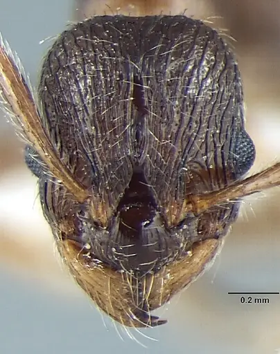 Myrmica pseudorugosa specimen ANTWEB1008037 image antweb1008037_2