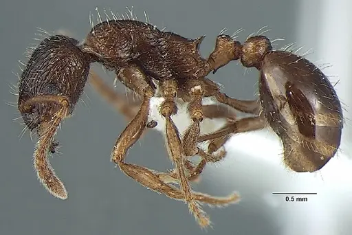 Myrmica pseudorugosa specimen ANTWEB1008037 image antweb1008037_3