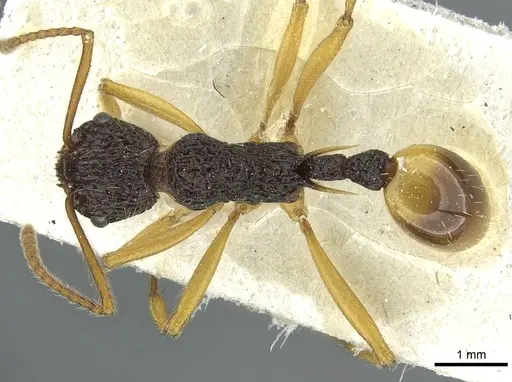 Myrmica pulchella specimen CASENT0913072 image casent0913072_1