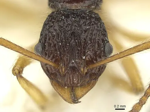 Myrmica pulchella specimen CASENT0913072 image casent0913072_2