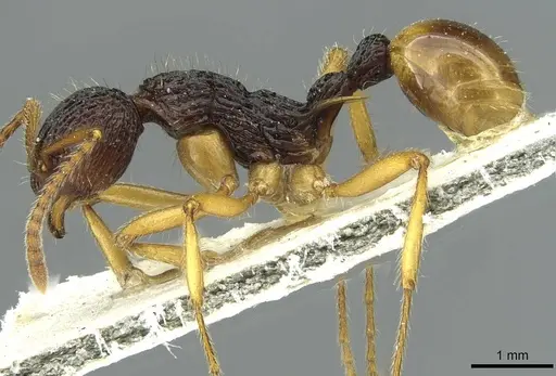 Myrmica pulchella specimen CASENT0913072 image casent0913072_3