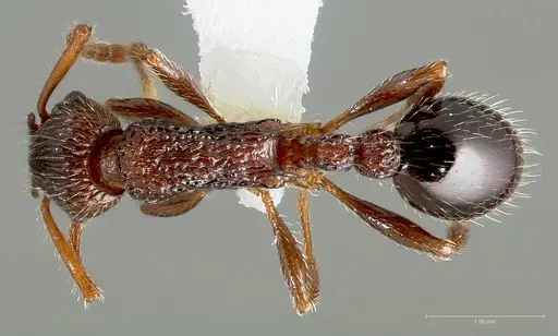 Myrmica punctinops specimen CASENT0005706 image casent0005706_1