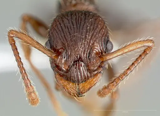 Myrmica punctinops specimen CASENT0005706 image casent0005706_2