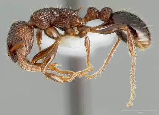 Myrmica punctinops specimen CASENT0005706 image casent0005706_3