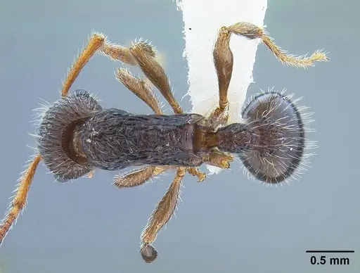 Myrmica punctinops specimen CASENT0844118 image casent0844118_1
