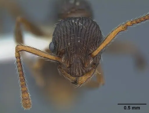 Myrmica punctinops specimen CASENT0844118 image casent0844118_2