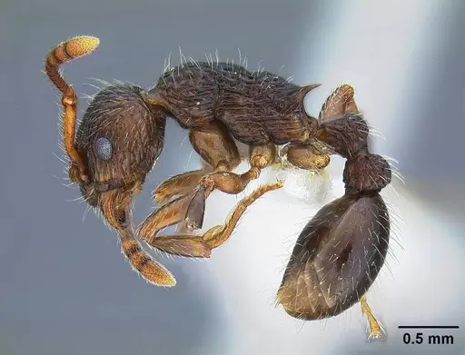 Myrmica punctinops specimen CASENT0844118 image casent0844118_3