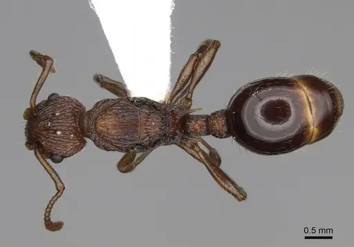 Myrmica punctinops specimen CASENT0862448 image casent0862448_1