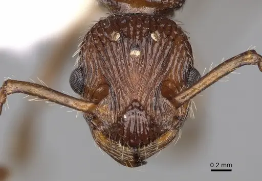 Myrmica punctinops specimen CASENT0862448 image casent0862448_2