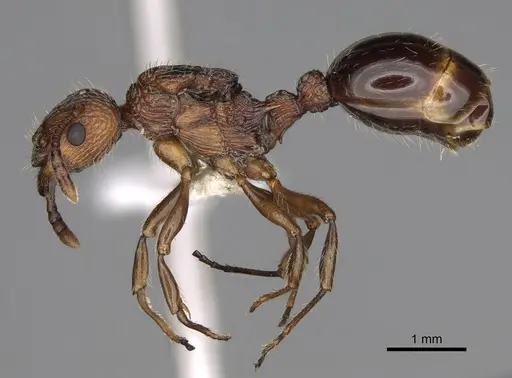 Myrmica punctinops specimen CASENT0862448 image casent0862448_3