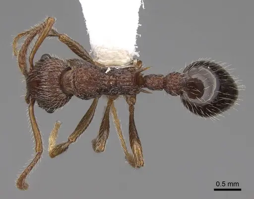 Myrmica punctinops specimen CASENT0922760 image casent0922760_1