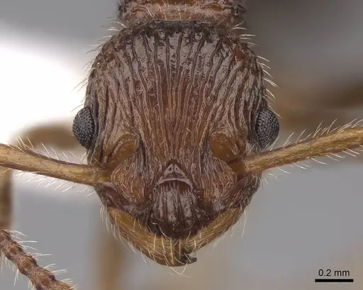 Myrmica punctinops specimen CASENT0922760 image casent0922760_2