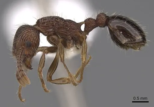 Myrmica punctinops specimen CASENT0922760 image casent0922760_3
