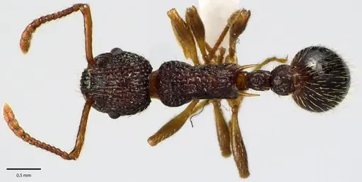 Myrmica punctiventris specimen ANTWEB1041585 image antweb1041585_1