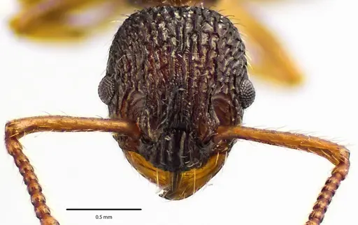 Myrmica punctiventris specimen ANTWEB1041585 image antweb1041585_2