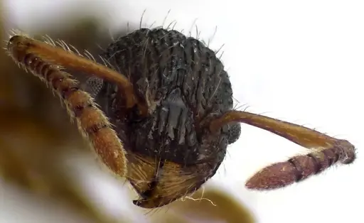 Myrmica punctiventris specimen ANTWEB1041585 image antweb1041585_3