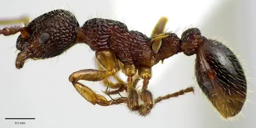 Myrmica punctiventris specimen ANTWEB1041585 image antweb1041585_4