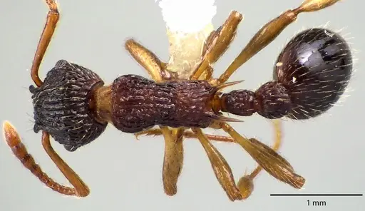 Myrmica punctiventris specimen ANTWEB1041705 image antweb1041705_1