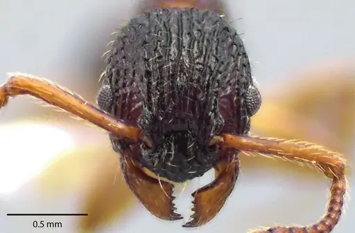 Myrmica punctiventris specimen ANTWEB1041705 image antweb1041705_2