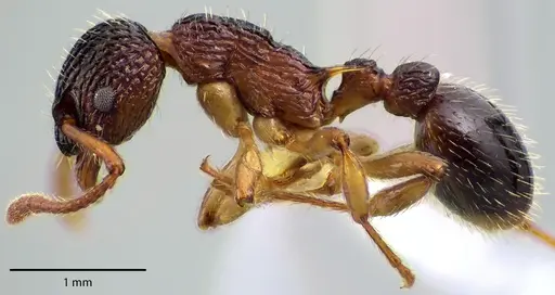 Myrmica punctiventris specimen ANTWEB1041705 image antweb1041705_3