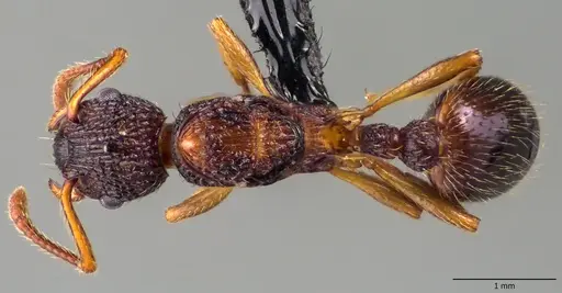 Myrmica punctiventris specimen ANTWEB1060081 image antweb1060081_1