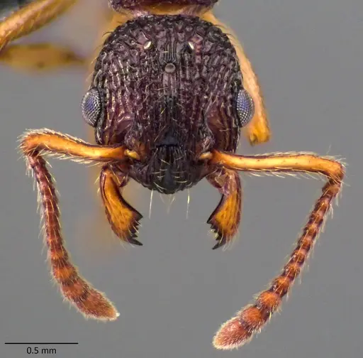 Myrmica punctiventris specimen ANTWEB1060081 image antweb1060081_2