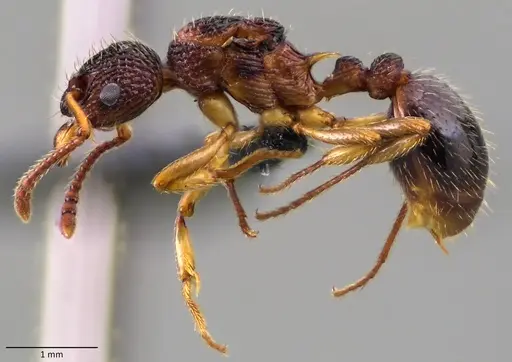 Myrmica punctiventris specimen ANTWEB1060081 image antweb1060081_3