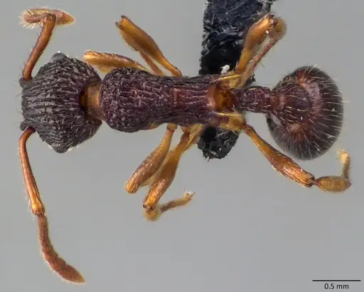 Myrmica punctiventris specimen ANTWEB1060091 image antweb1060091_1