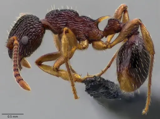 Myrmica punctiventris specimen ANTWEB1060091 image antweb1060091_3