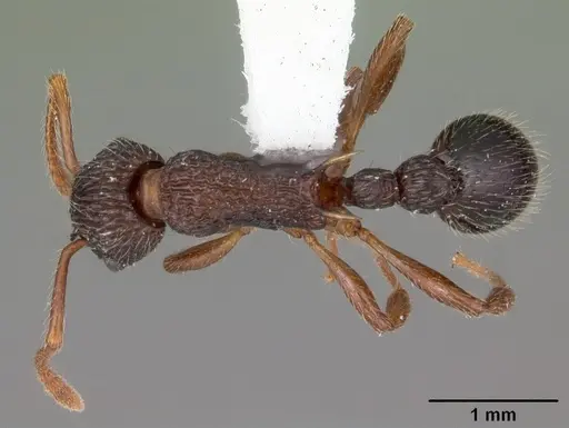 Myrmica punctiventris specimen CASENT0104128 image casent0104128_1