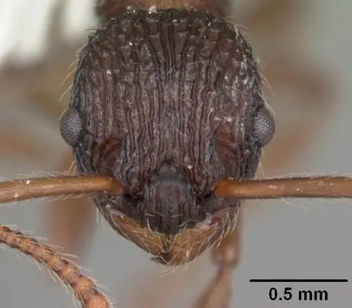 Myrmica punctiventris specimen CASENT0104128 image casent0104128_2
