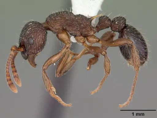 Myrmica punctiventris specimen CASENT0104128 image casent0104128_3