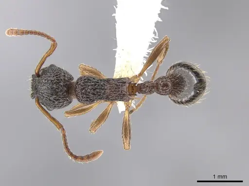 Myrmica punctiventris specimen CASENT0648392 image casent0648392_1